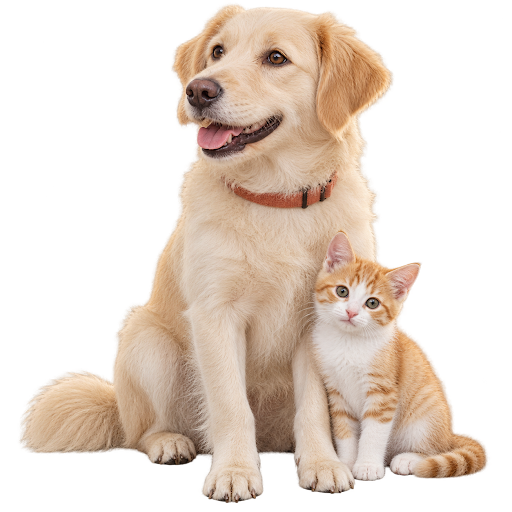 Golden retriever and kitten
